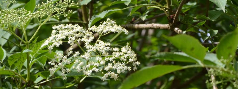 fleurs de sureau noir